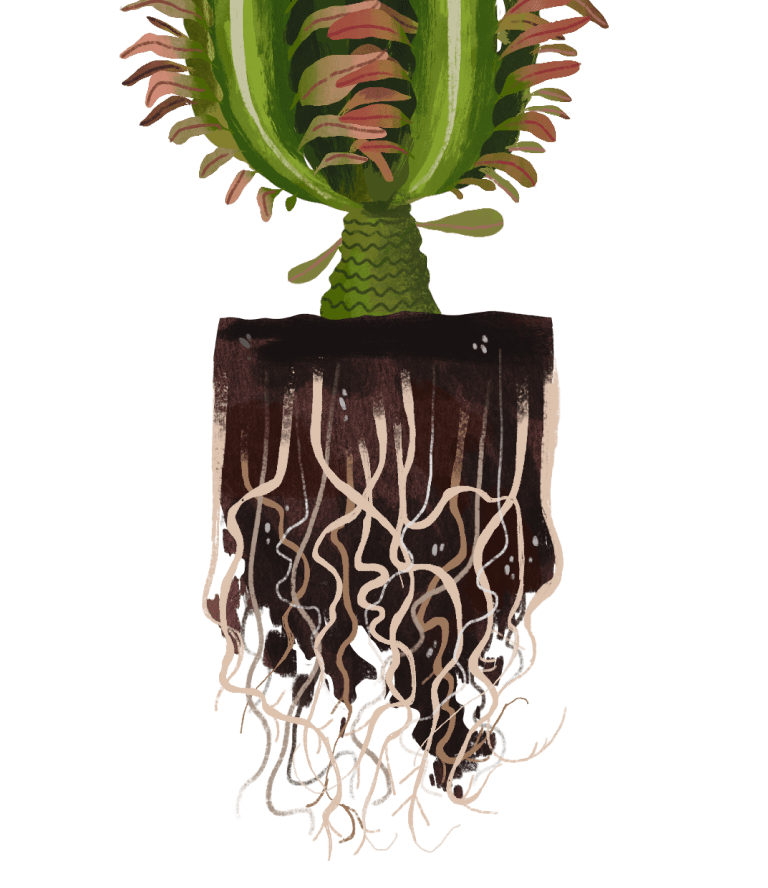 African Milk Tree: Plant Care Guide